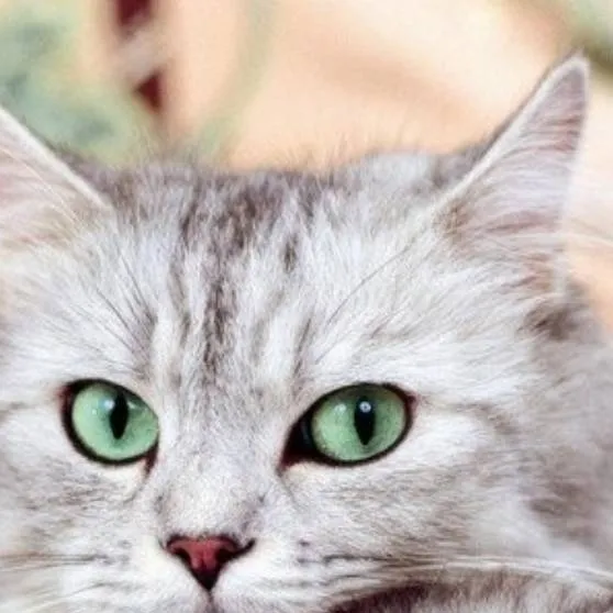 chat with ai character: mom cat 