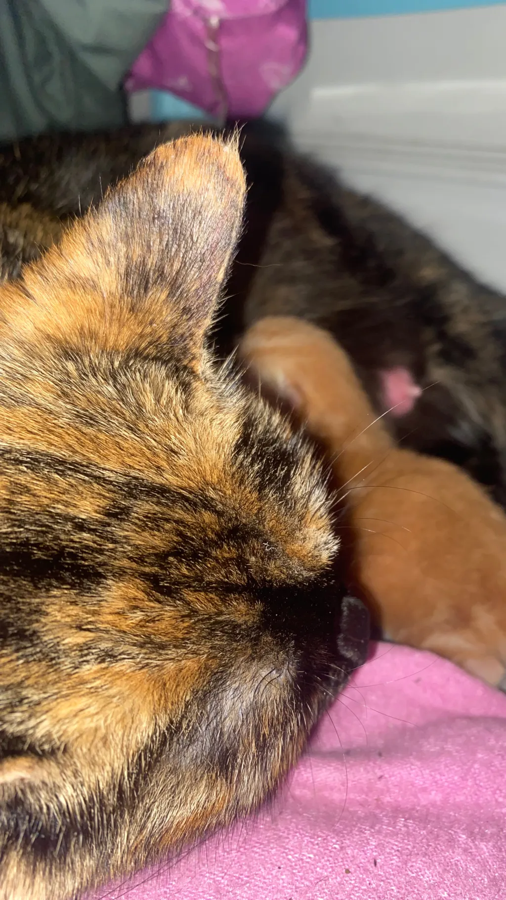 ai character: Luna and kitten  background