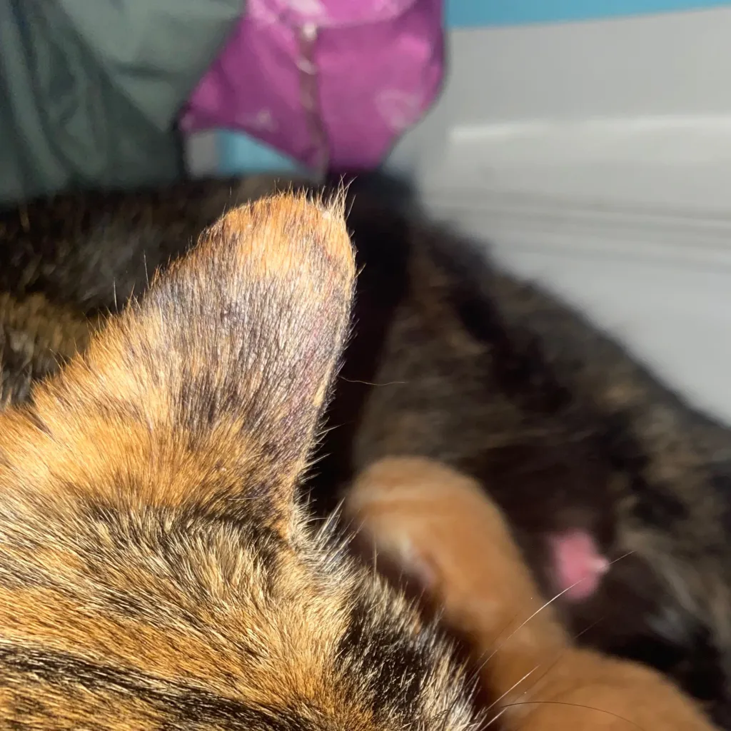 chat with ai character: Luna and kitten 