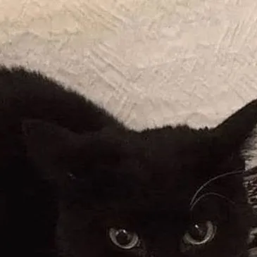 chat with ai character: Maxwell the cat