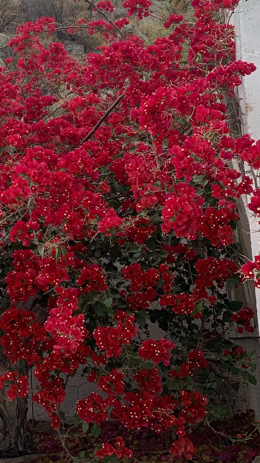 ai character: Dw and Dogman  background