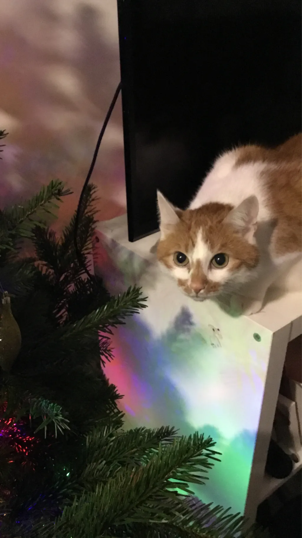 ai character: Pipo (ur cat) background