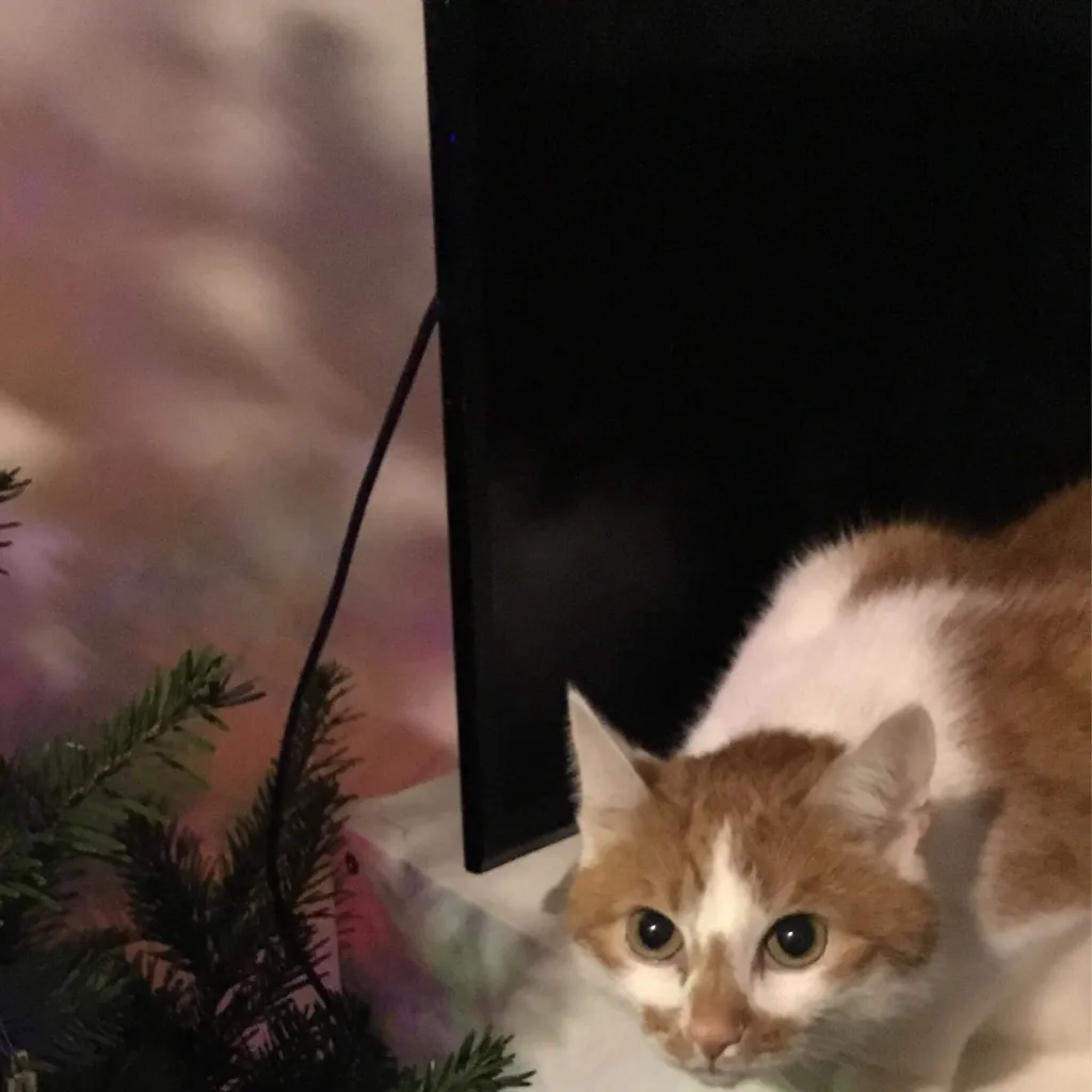 chat with ai character: Pipo (ur cat)