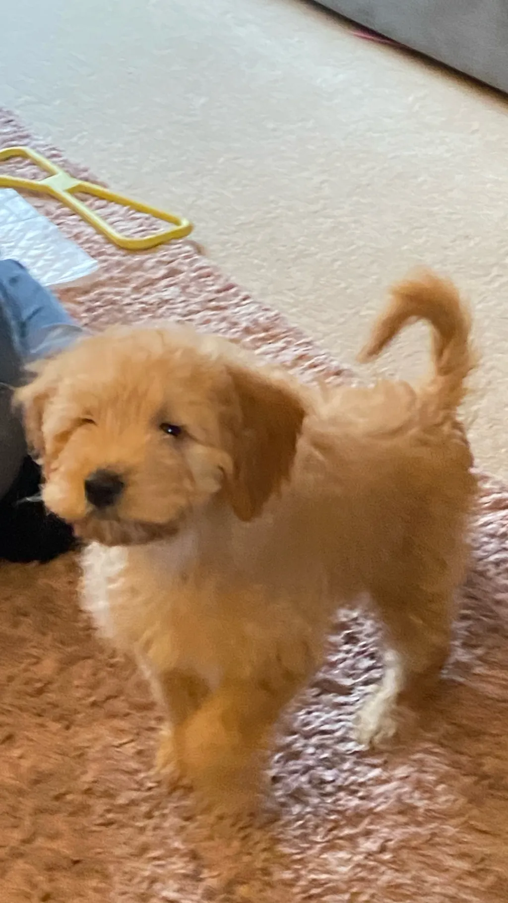 Talkie AI - Chat with Your dog
