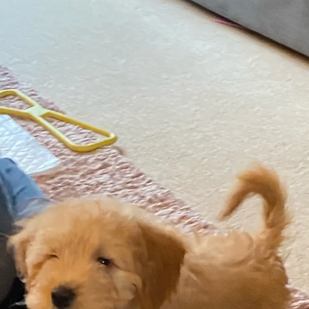 chat with ai character: Your dog