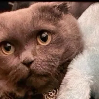 chat with ai character: Gd& Zoa 