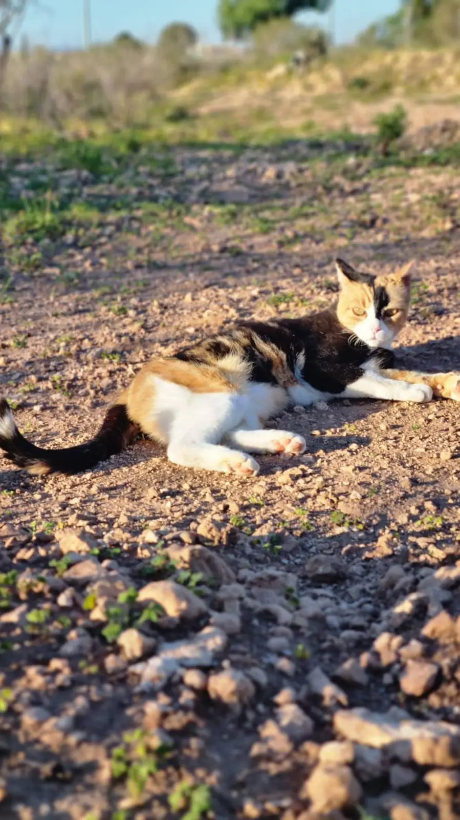 Talkie AI - Chat with Etoile de la Mer 