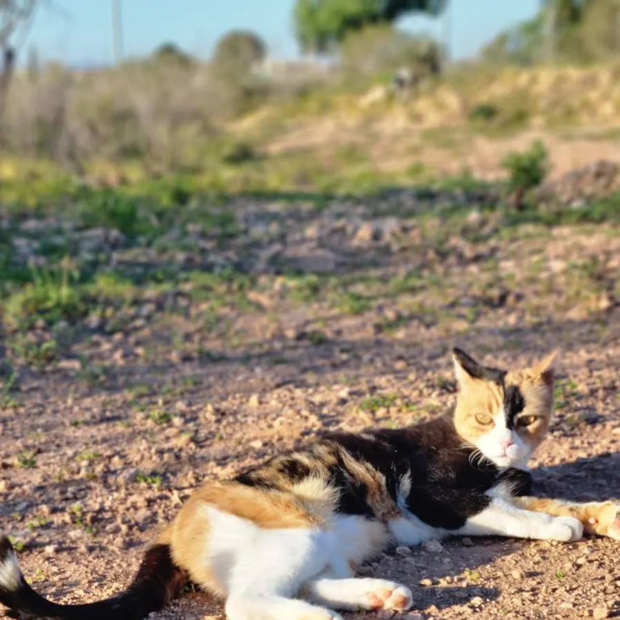 chat with ai character: Etoile de la Mer 