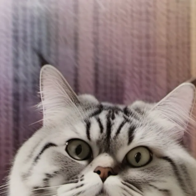 chat with ai character: котик