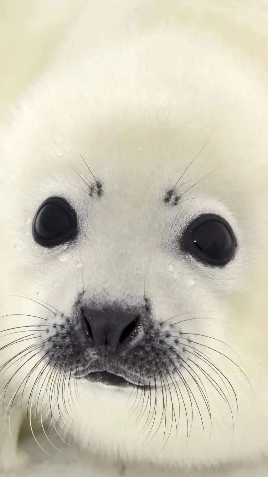 ai character: gursen background