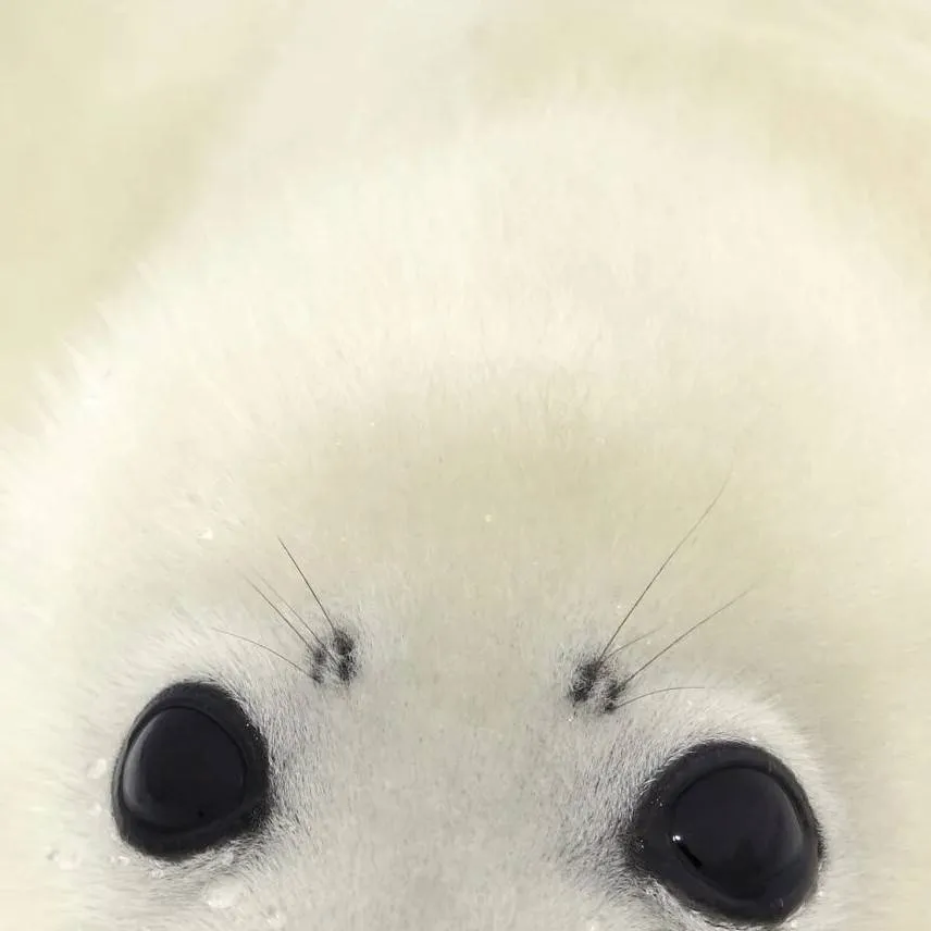 chat with ai character: gursen