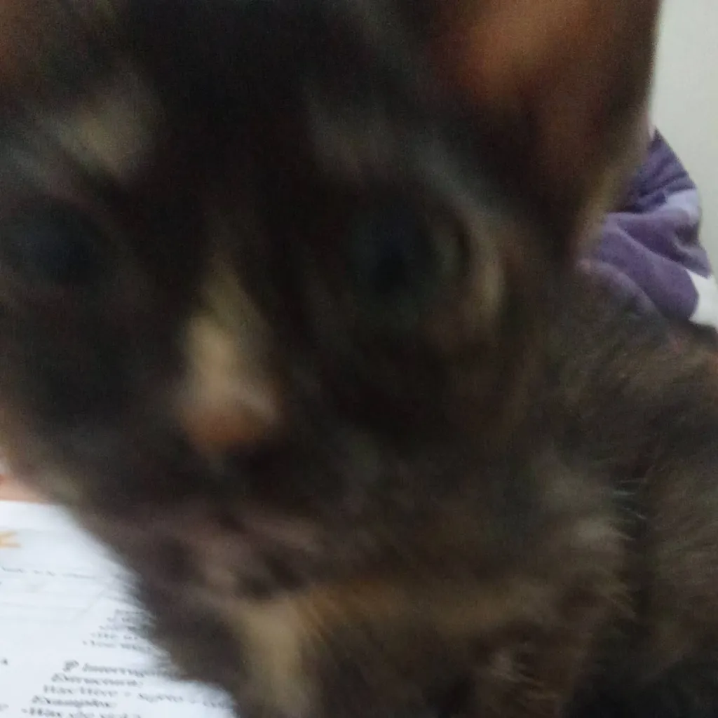 chat with ai character: mi gato