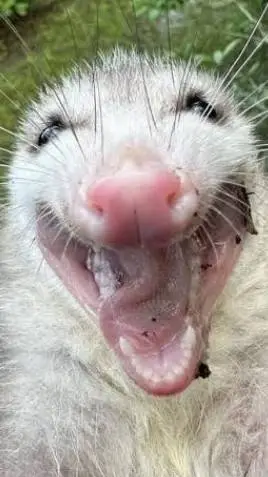 ai character: Opossum pet!! background