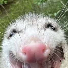 chat with ai character: Opossum pet!!