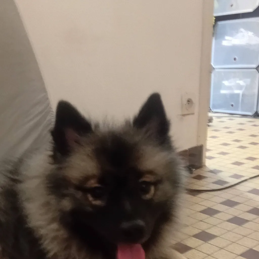 chat with ai character: chiva