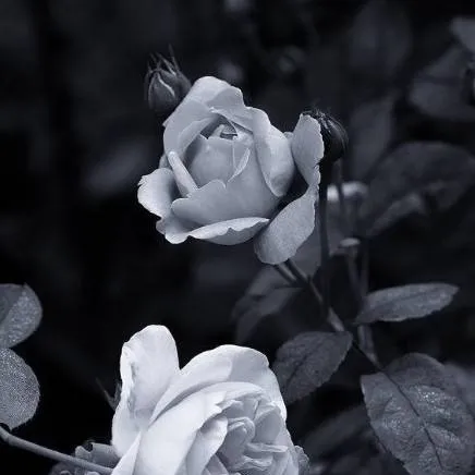 chat with ai character: ɑׁׅᥣׁׅ֪ꫀׁׅܻ݊᥊ׁׅ