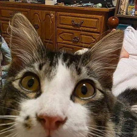 chat with ai character: Emos x Bacon