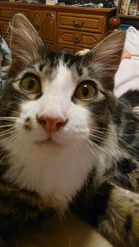 ai character: VipsxBratsxStarter background