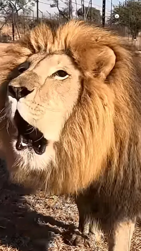 ai character: Lingo background