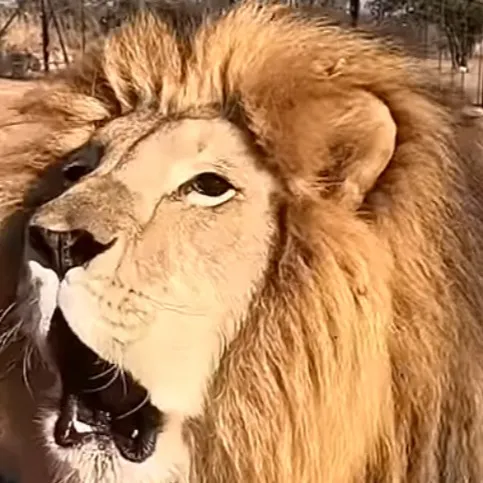 chat with ai character: Lingo