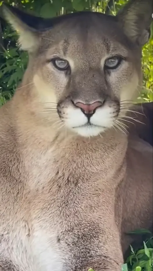 ai character: Kai background