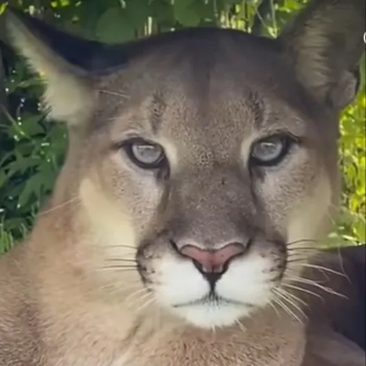 chat with ai character: Kai