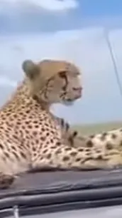 ai character: Chip background