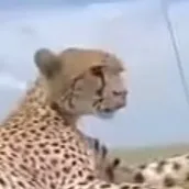 chat with ai character: Chip