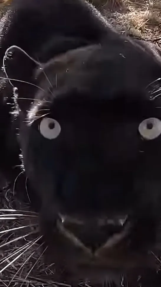 ai character: Dri background