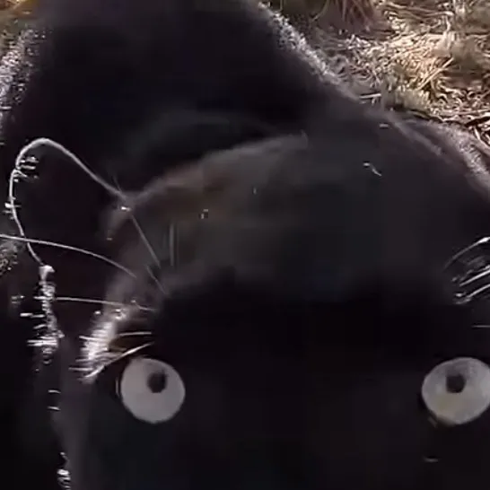 chat with ai character: Dri