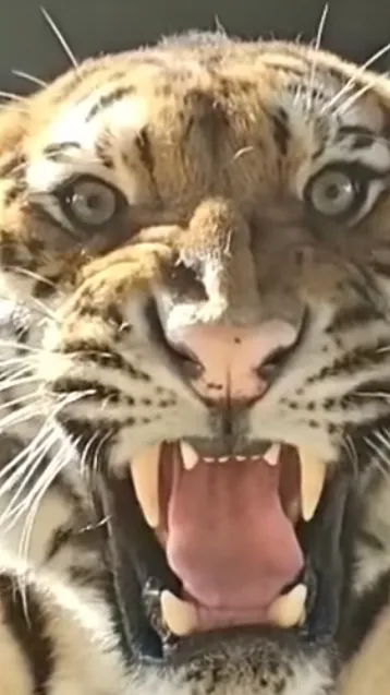 ai character: Daniel background