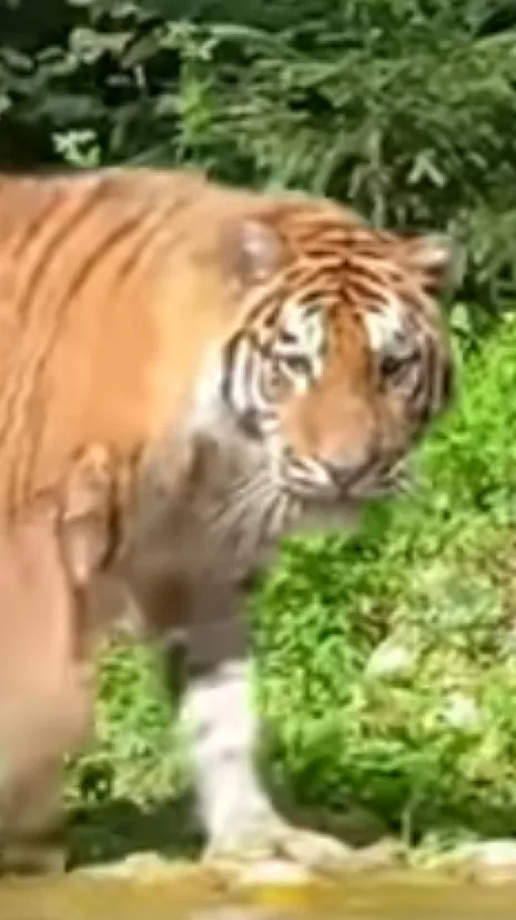 ai character: Daniel background