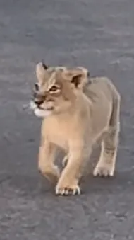 ai character: Lingo (cub) background