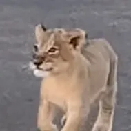 chat with ai character: Lingo (cub)