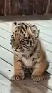 ai character: Daniel background