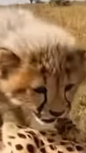 ai character: Chip background