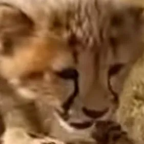 chat with ai character: Chip