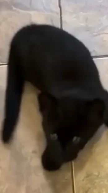 ai character: Dri background