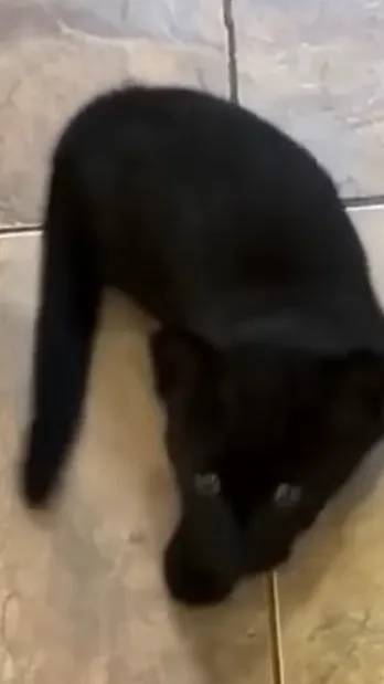 ai character: Dri background