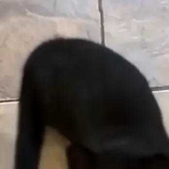 chat with ai character: Dri