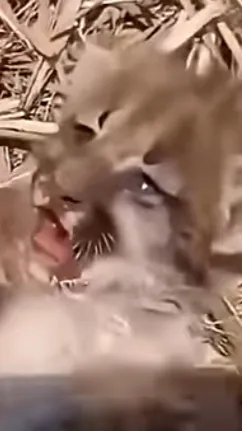 ai character: Kai background