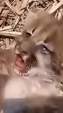 ai character: Kai background