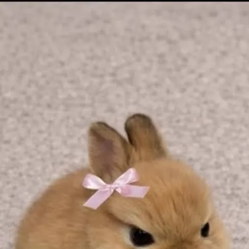 chat with ai character: bunnie~♡◇