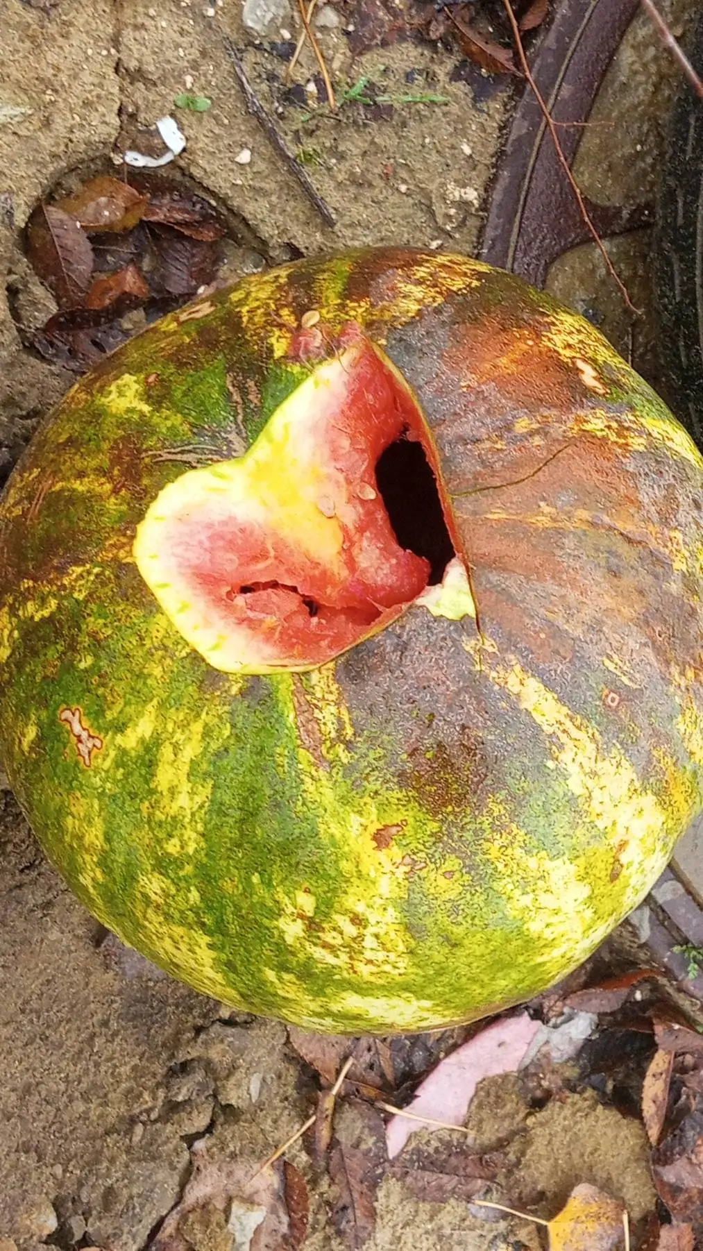 ai character: Арбуз( background