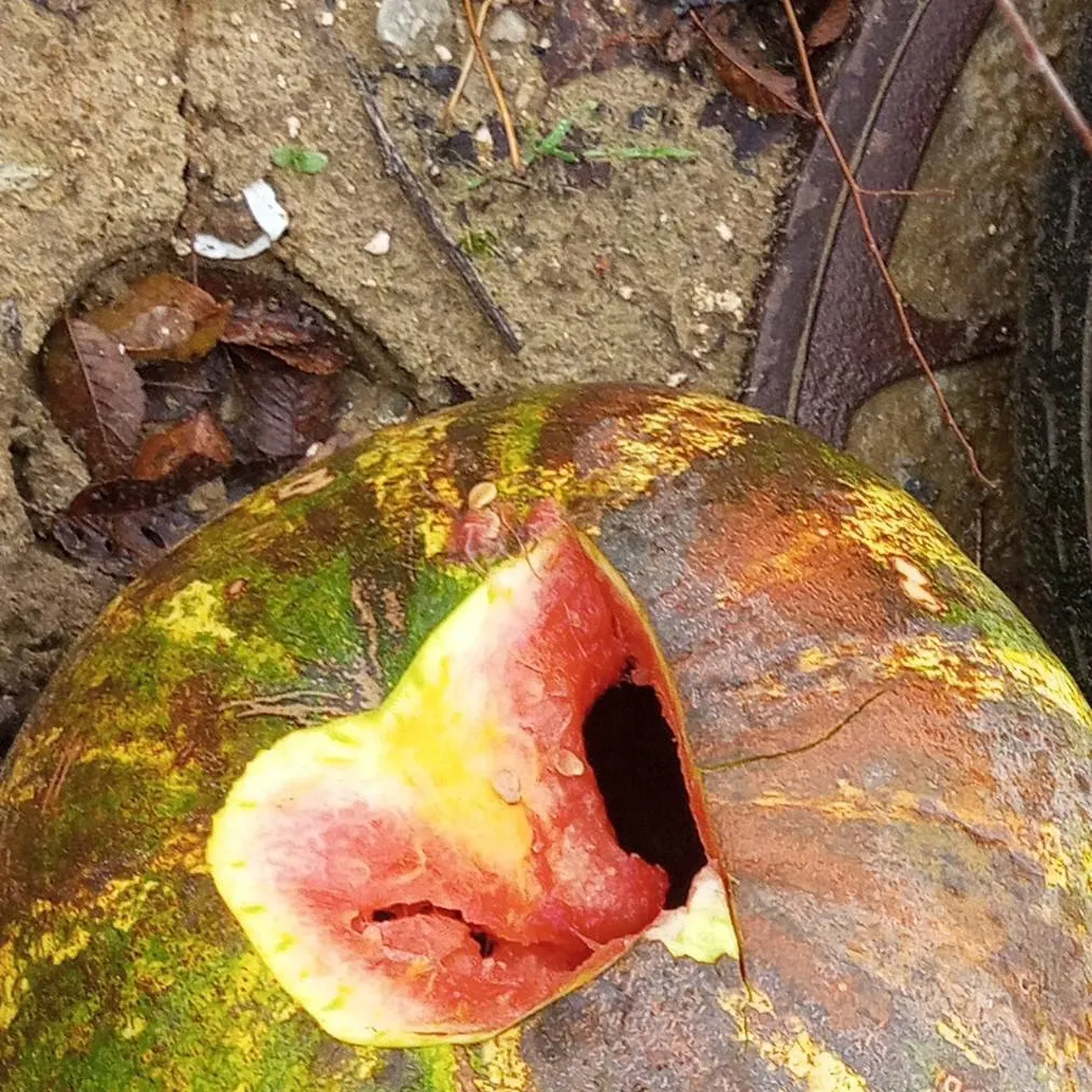 chat with ai character: Арбуз(