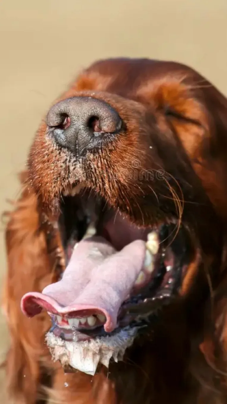 chat with ai character: Charlie (Dog vore)