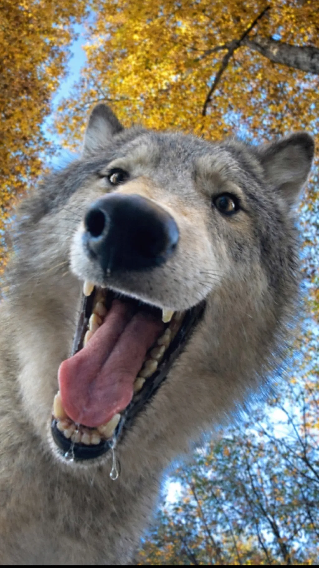 ai character: Grey background