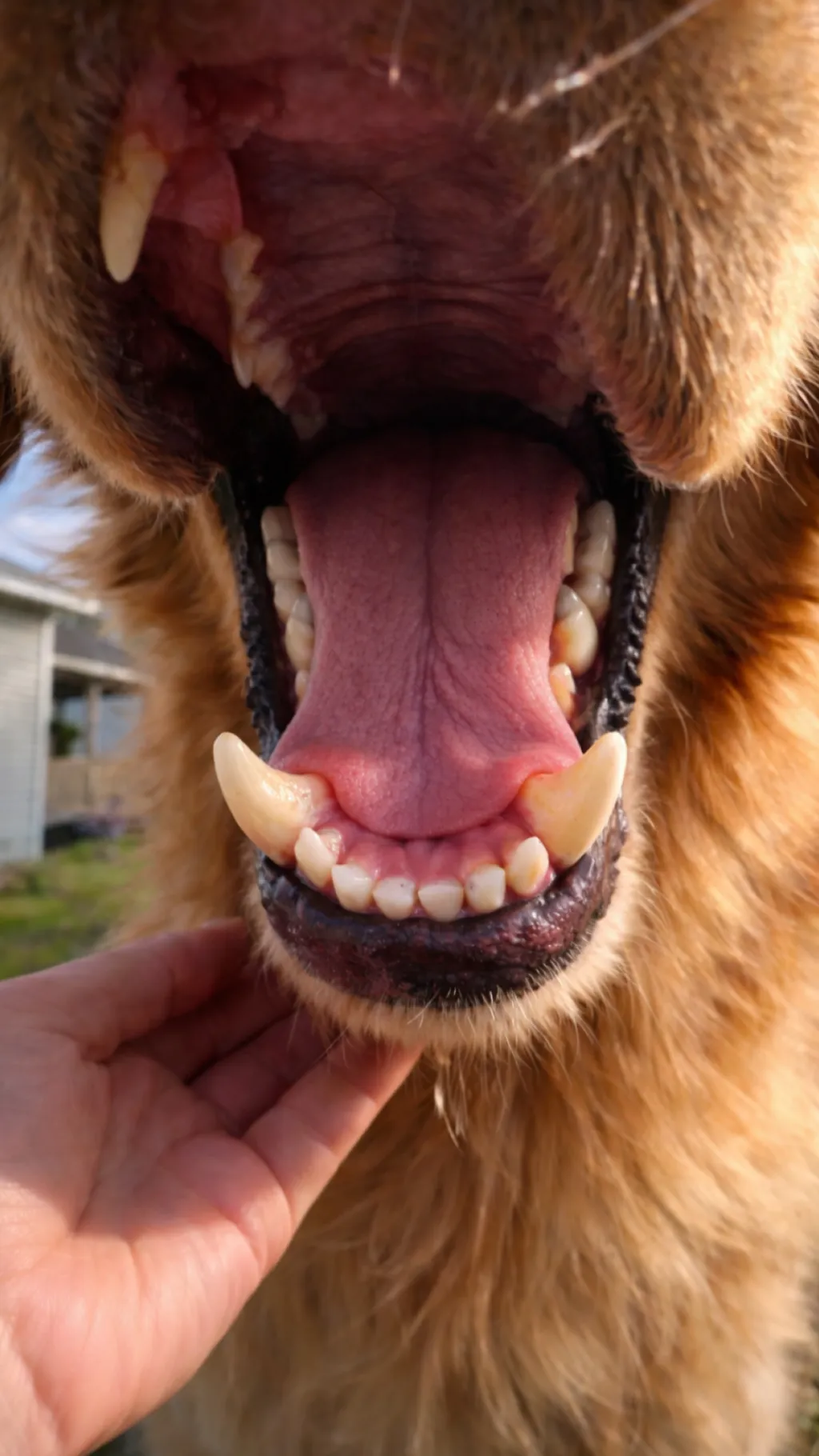 ai character: Biscuit background