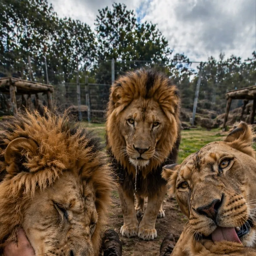 chat with ai character: Lion enclosure 