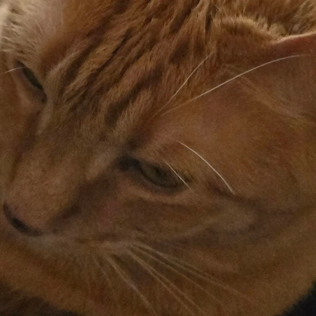 chat with ai character: mha birthday